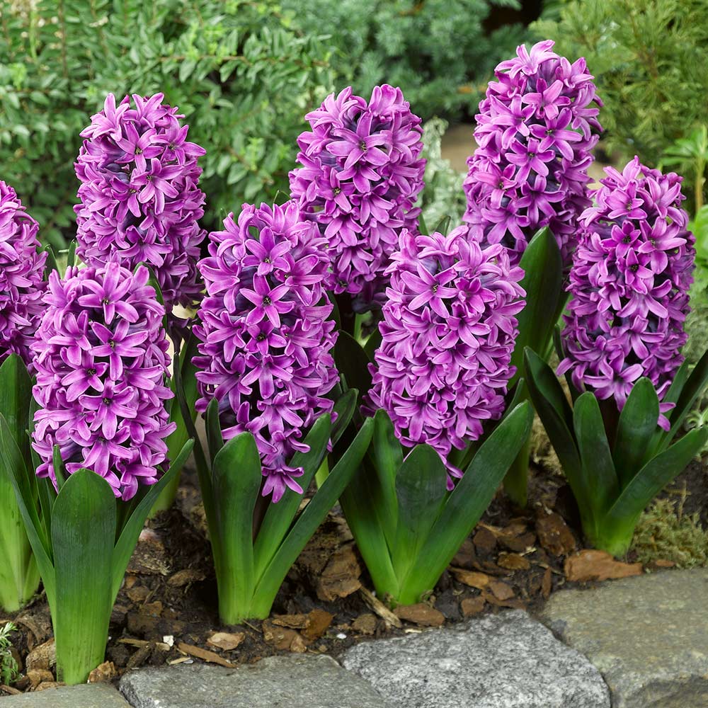 Hyacinthus orientalis 'Miss Saigon'